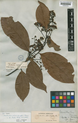 Kew Gardens K000642250:  Schomburgk, R.H. [568] Guyana