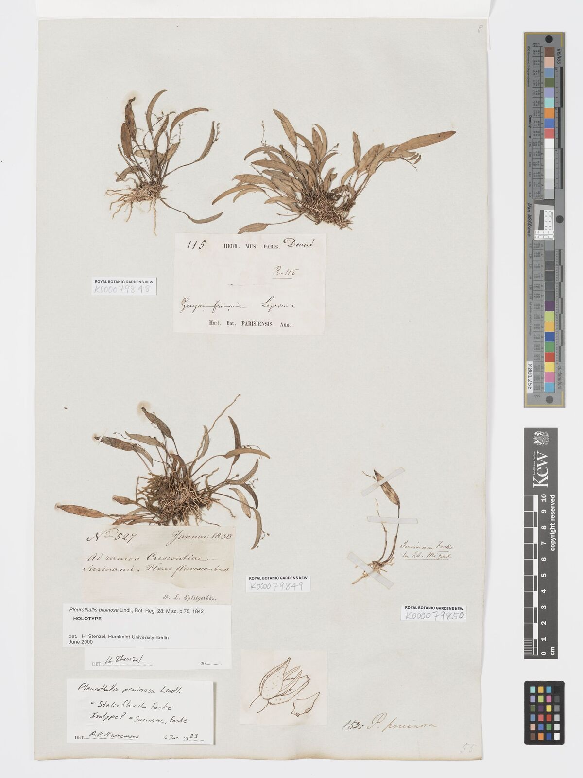 Kew Gardens K000079848:  Leprieur [115] French Guiana