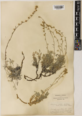 Kew Gardens K000891677:  Huter, R. [s.n.] Austria