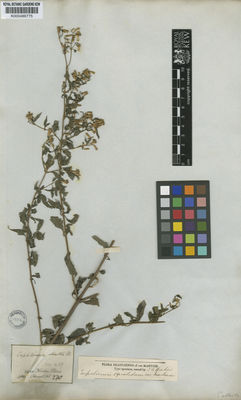 Kew Gardens K000486775:  s.coll. [270] Brazil