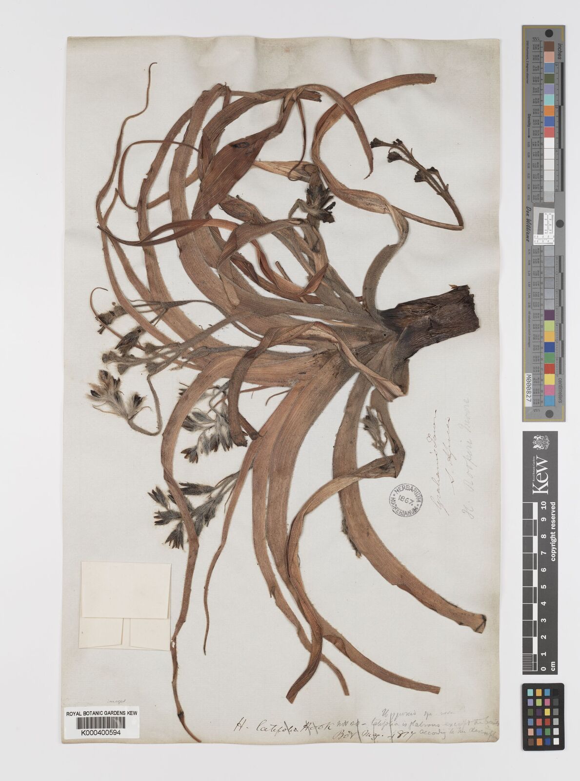 Kew Gardens K000400594:  unknown [s.n.] South Africa