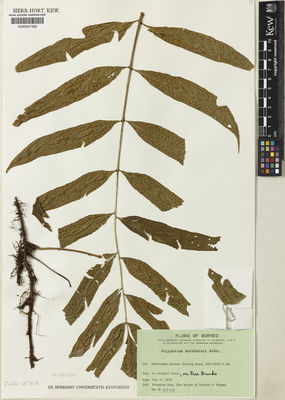 Kew Gardens K000647395:  Kato, M.; Murata, G.; Mogea, Y.P. [3729] Indonesia