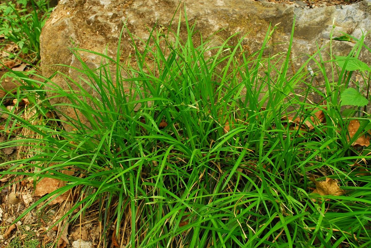 Carex Giraldiana Kük Plants Of The World Online Kew Science