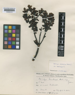 Kew Gardens K000681613:  Pulle, A.A. [L412] New Guinea