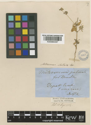 Kew Gardens K000883487:  Mueller, F.J.H., von [s.n.] Australia