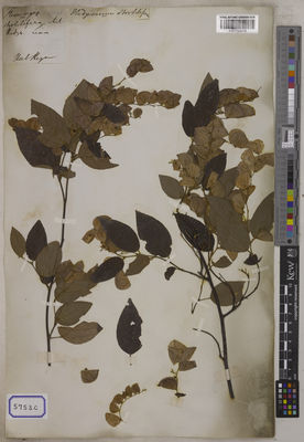 Kew Gardens K001122018:  s.coll. [Cat. no. 5753]