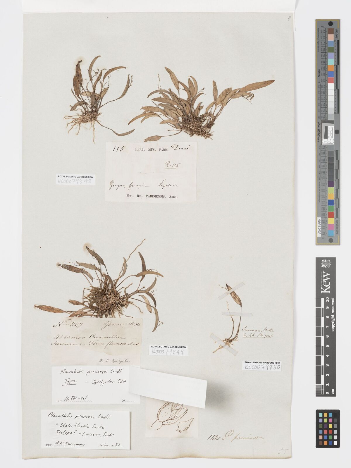 Kew Gardens K000079849:  Splitgerber, F.L. [527] Suriname