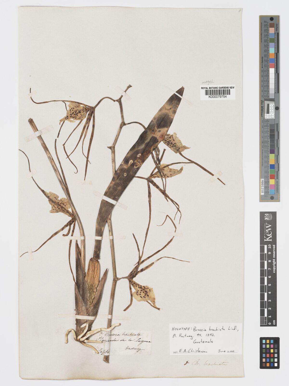 Kew Gardens K000079754:  Hartweg [s.n.] Guatemala