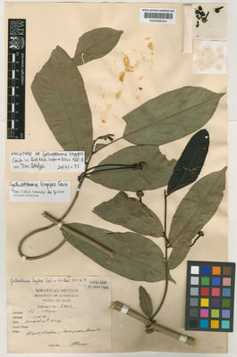 Kew Gardens K000595343:  Kerr, A.F.G. [8607] Thailand