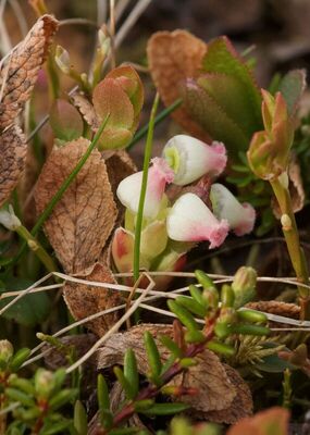 Arctous Ruber Arctous alpina (L.) Nied. | Plants of the World Online | Kew Science