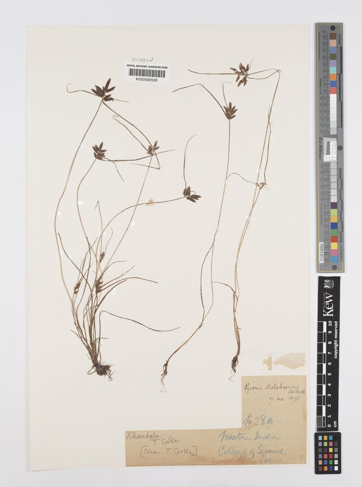 Kew Gardens K000592528:  Cooke. T. [28 B] India