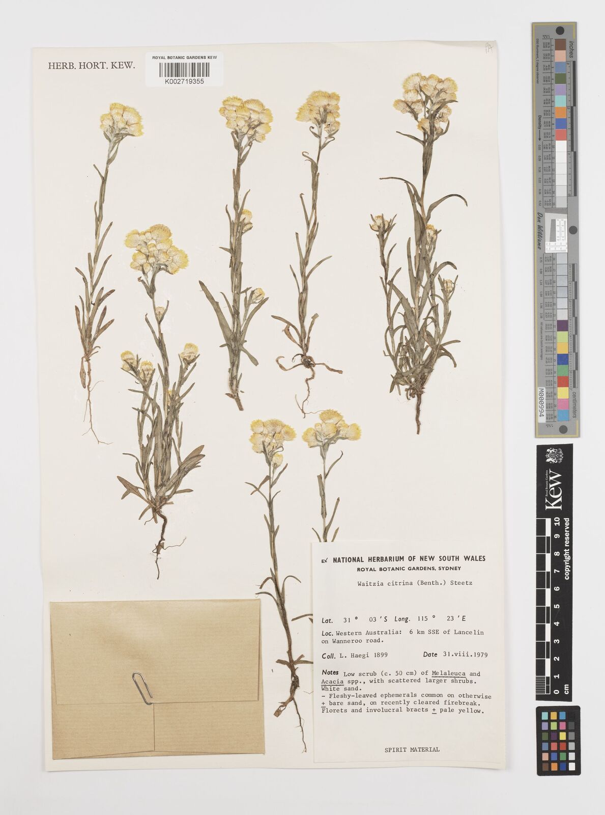 Rhodanthe citrina