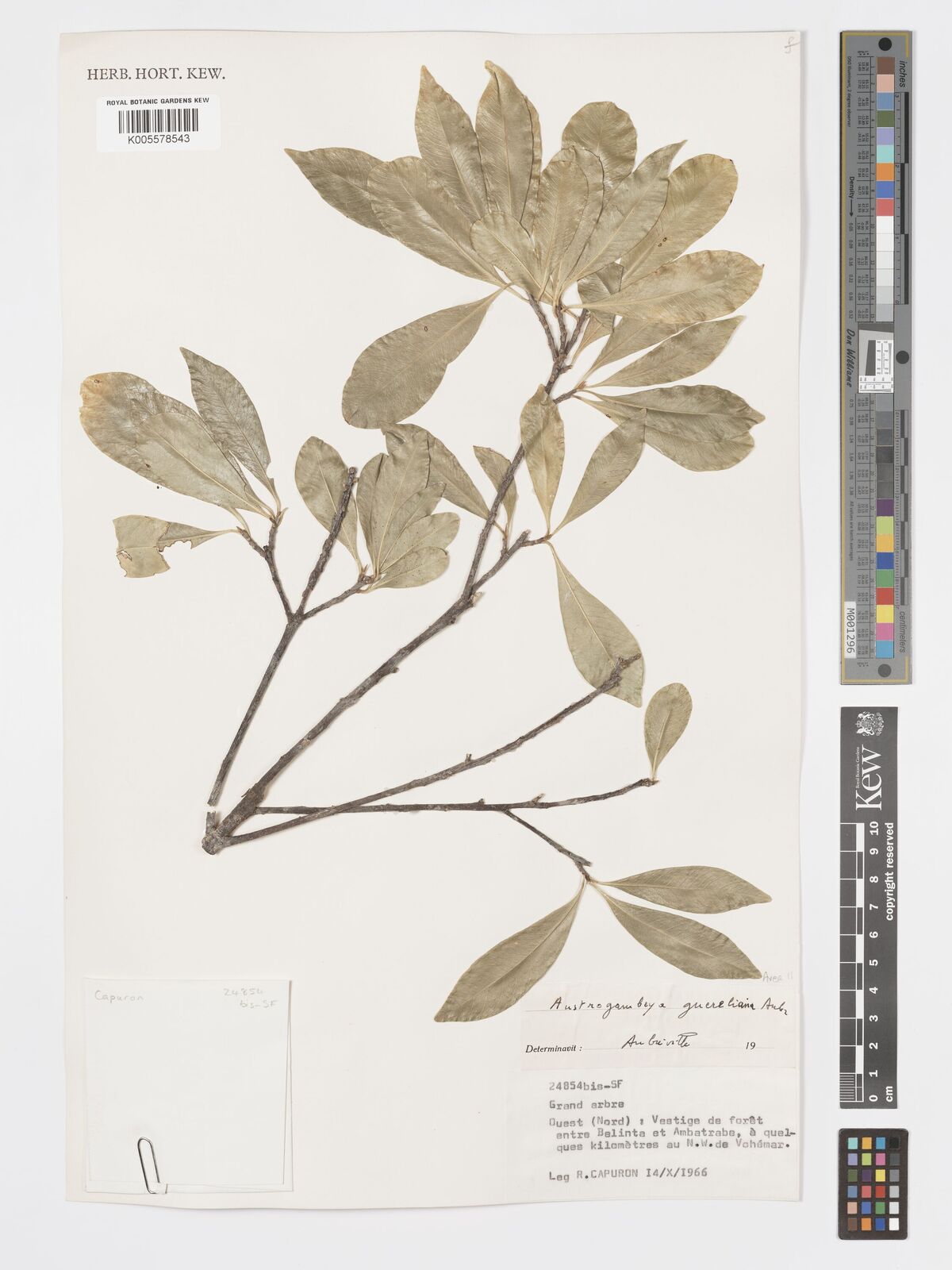Chrysophyllum guerelianum