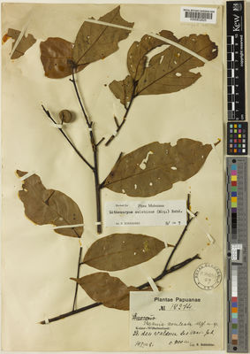 Kew Gardens K000832625:  Schlechter, R. [17274]