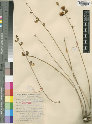 Kew Gardens K000071961:  Milne-Redhead, E. [889] Zambia