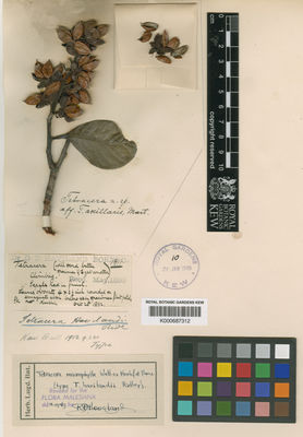 Kew Gardens K000687312:  Haviland, G.D. [1811] Malaysia