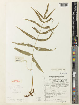 Kew Gardens K001044105:  Sastry, A.R.K. [40966] India