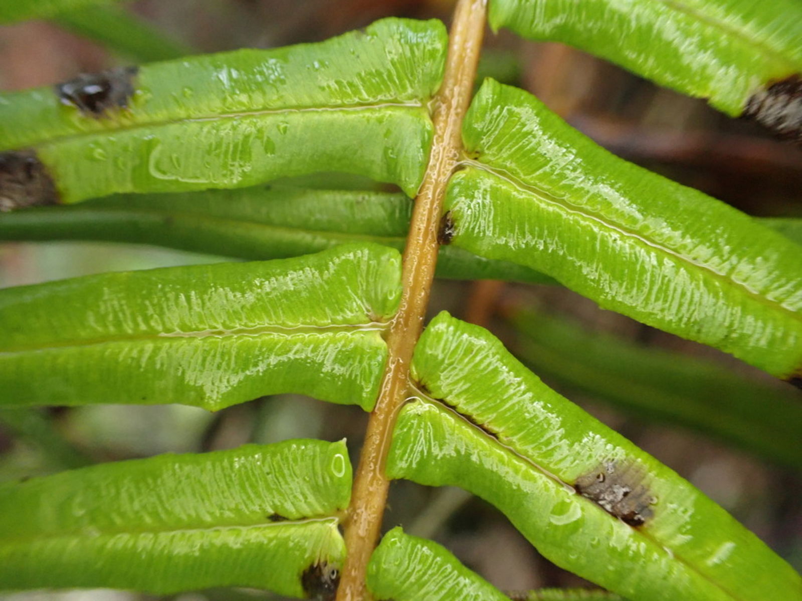 © copyright of the Board of Trustees of the Royal Botanic Gardens, Kew.