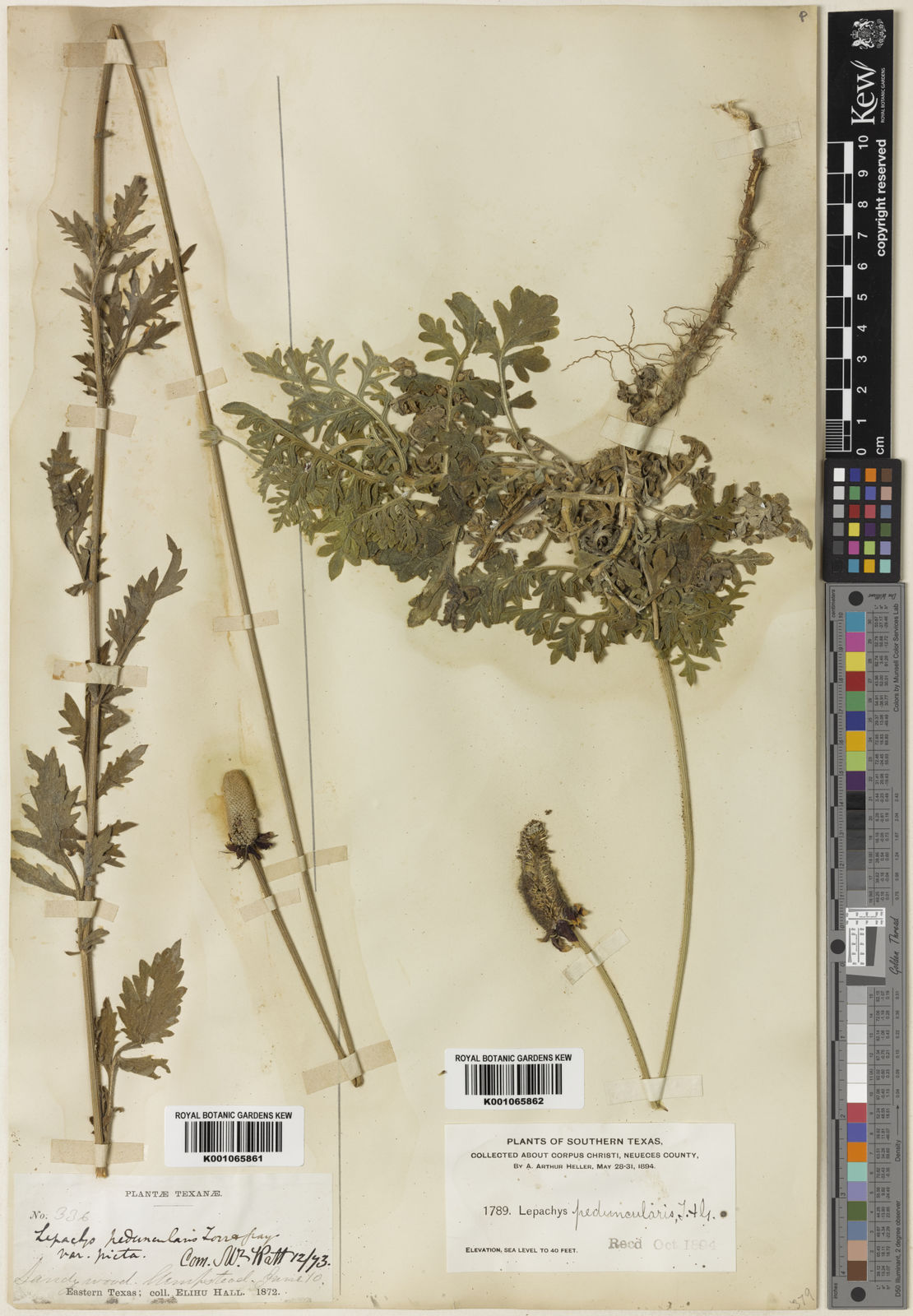 Ratibida peduncularis Barnhart | Plants of the World Online | Kew Science