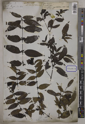 Kew Gardens K001125207:  s.coll. [Cat. no. 8308]