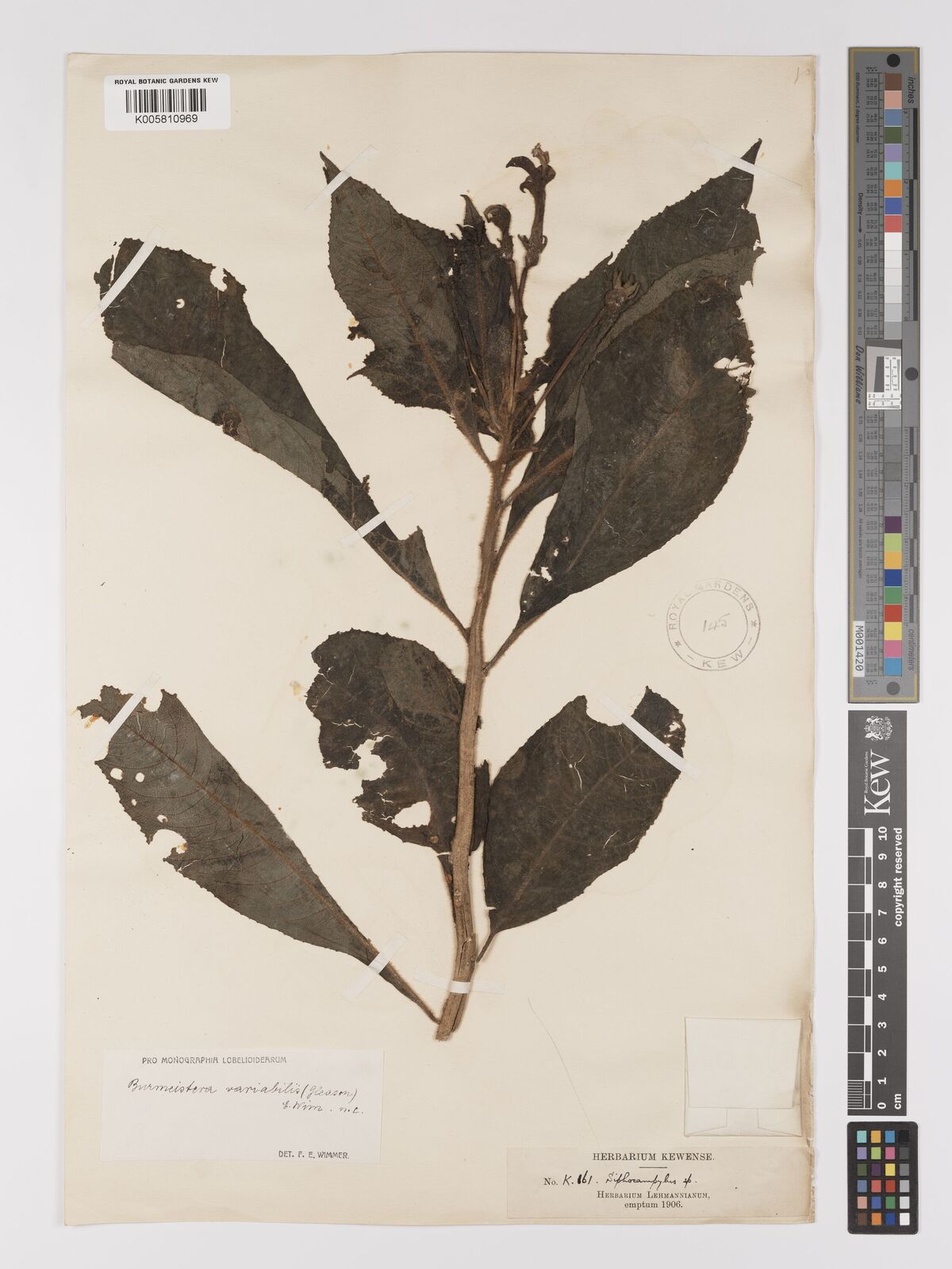 Burmeistera variabilis (Gleason) E.Wimm. | Plants of the World Online ...