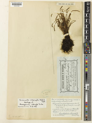 Kew Gardens K000570987:  s.coll. [s.n.] Papua New Guinea