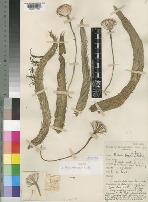 Kew Gardens K000377727:  Burtt, B.D. [6417] Tanzania