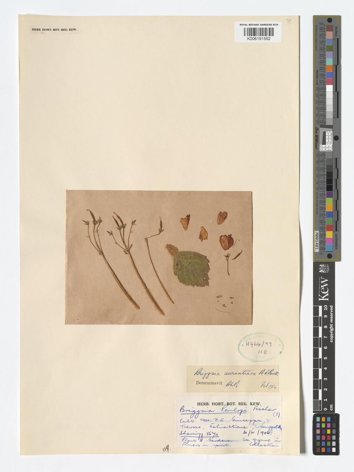 Briggsia aurantiaca