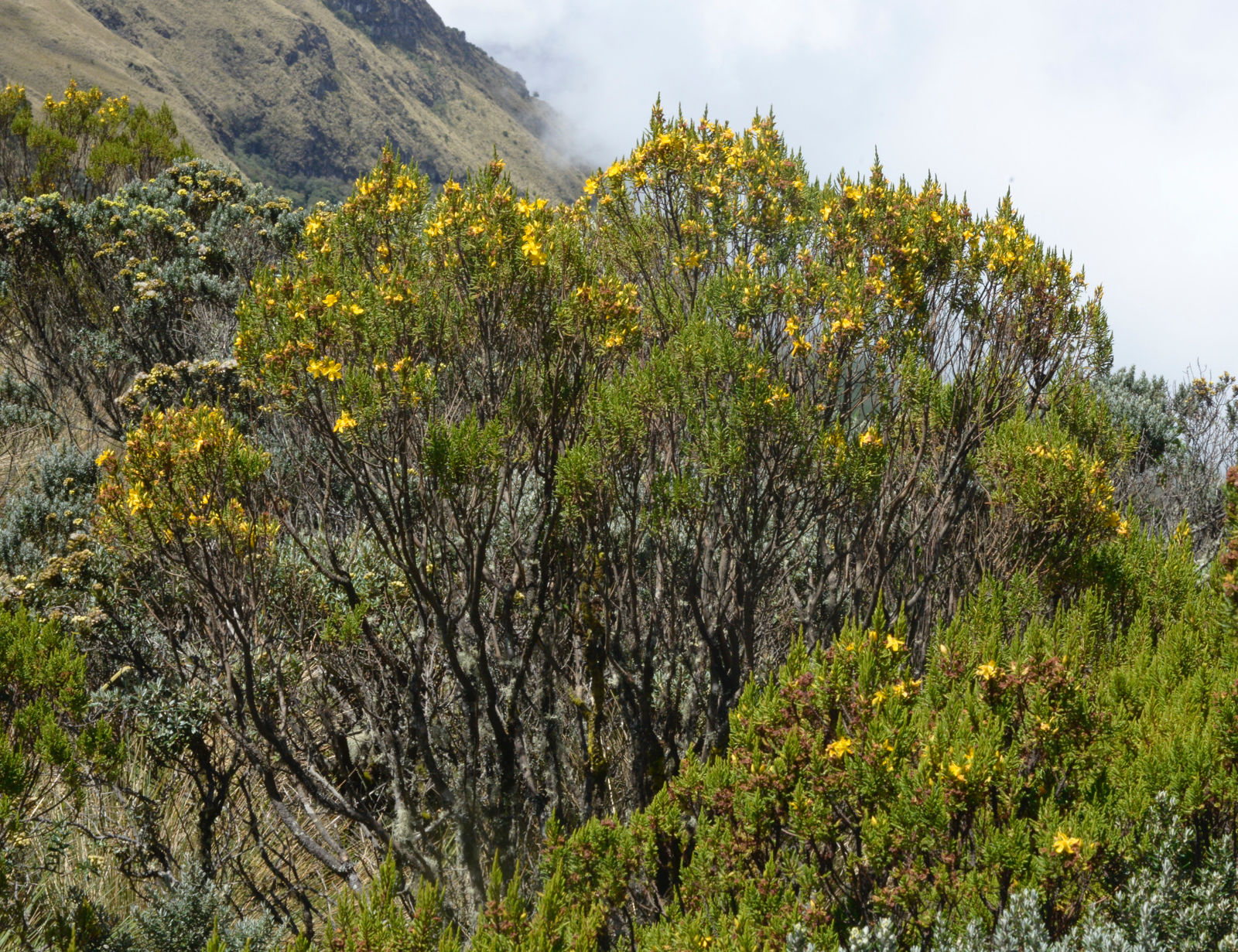 Hypericum laricifolium Juss. | Plants of the World Online | Kew Science