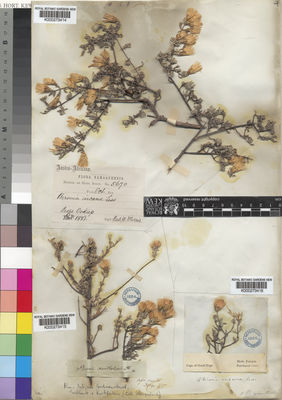 Kew Gardens K000273415:  Drege [s.n.] South Africa