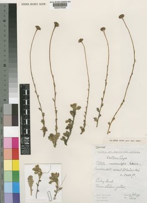 Kew Gardens K000378358:  Hilliard, O.M.; Burtt, B.L. [6614] South Africa