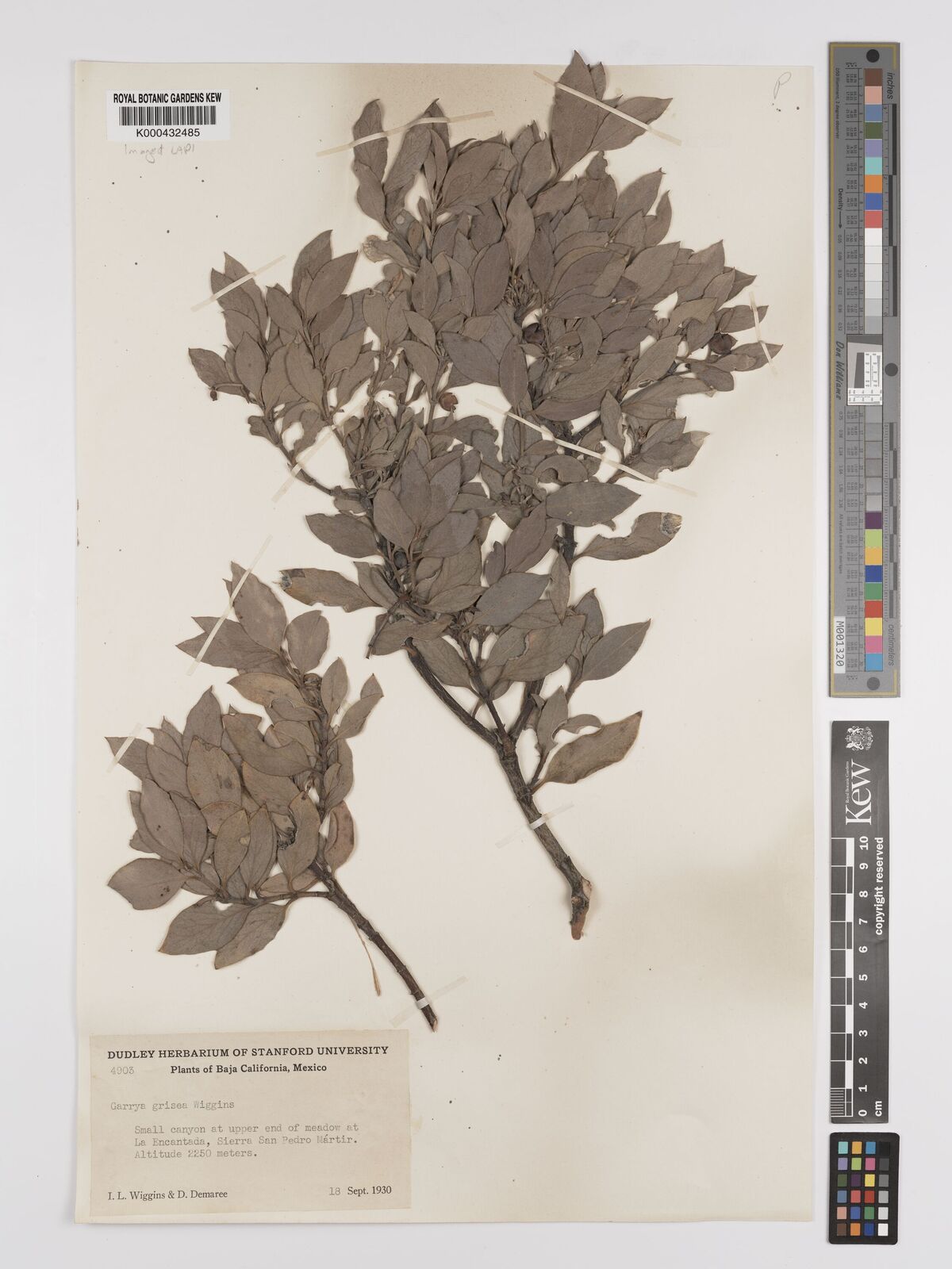 Kew Gardens K000432485:  Wiggins, I.L.; Demaree, D. [4903] Mexico