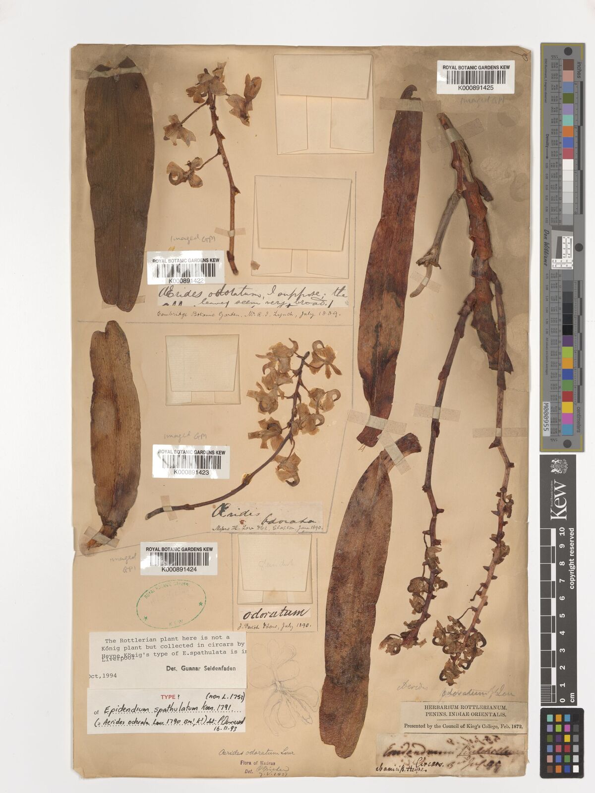 Kew Gardens K000891425:  s.coll. [s.n.] India