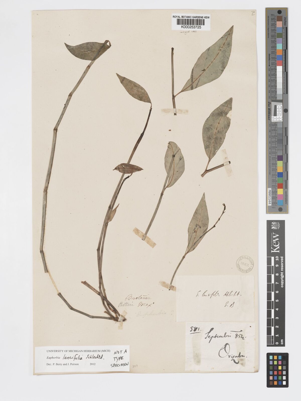 Kew Gardens K000253725:  Botteri [581] Mexico