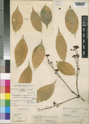 Kew Gardens K000036146:  Kennedy, L.D. [858] Nigeria