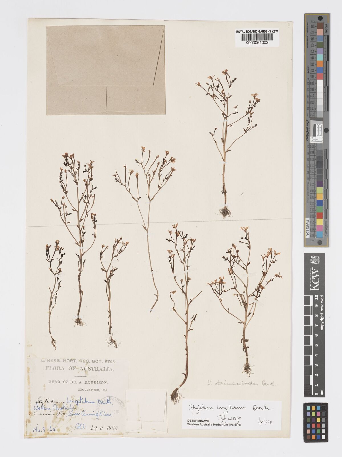 Stylidium longitubum