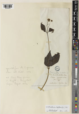 Kew Gardens K001065752:  Wallich, G.C. [3204]