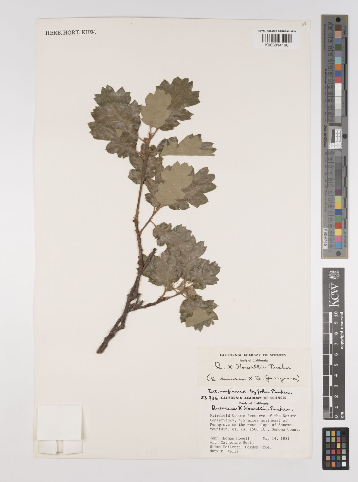 Quercus howellii