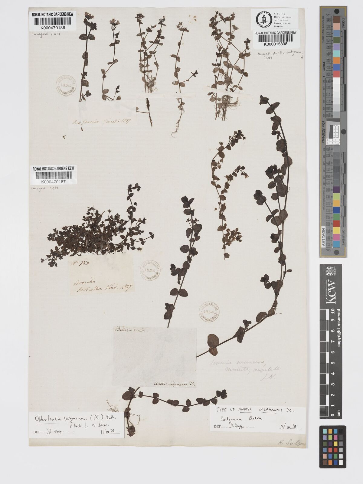 Kew Gardens K000470187:  unknown [765] Brazil