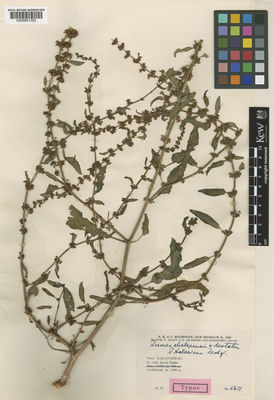 Kew Gardens K000831320:  Rechinger, K.H.; Rechinger, F.; Aellen, P.; Esfandiari, E. [5611] Iran