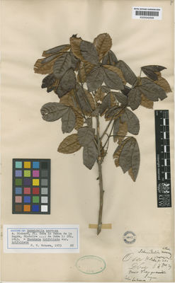 Kew Gardens K000542559:  [illegible] [830] Cuba