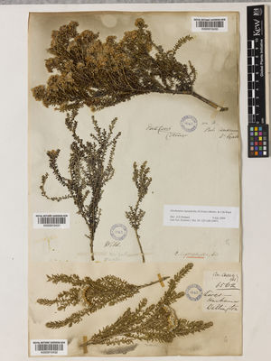 Kew Gardens K000910432:  s.coll. [6562] New Zealand