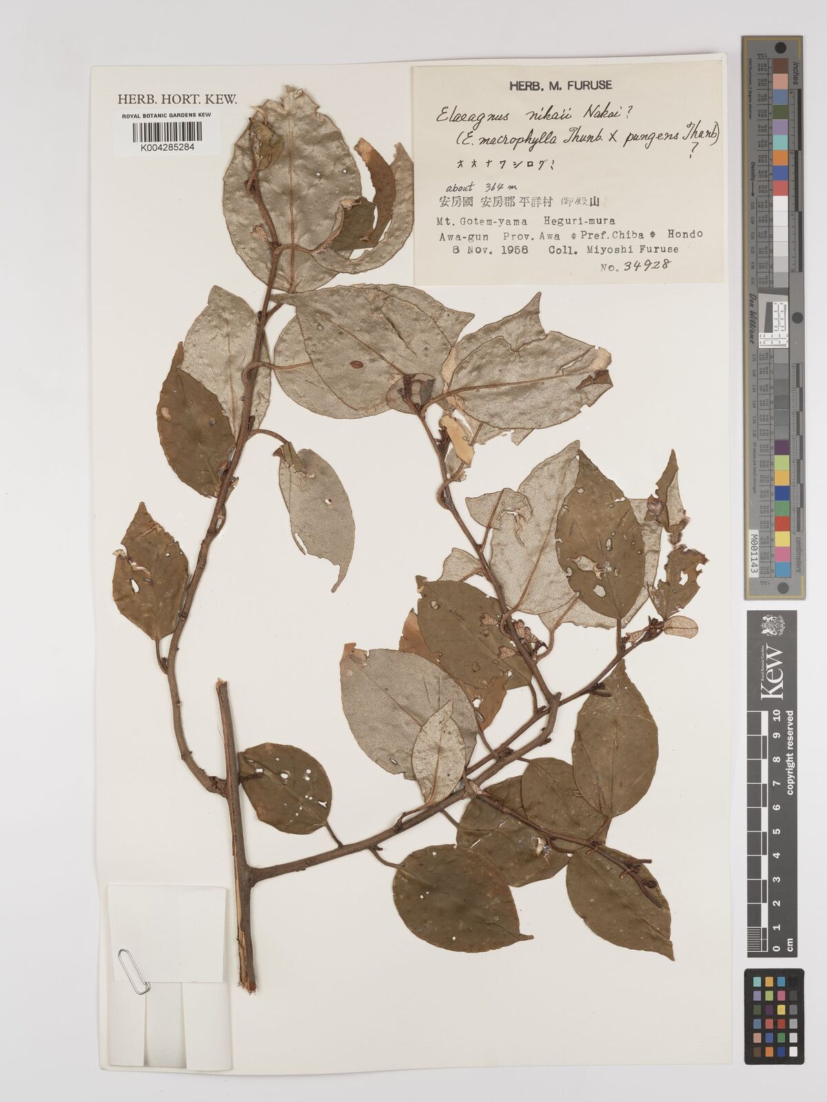 Elaeagnus macrophylla