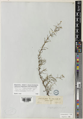 Kew Gardens K001065555:  Chapman, A., W. [s.n.] United States