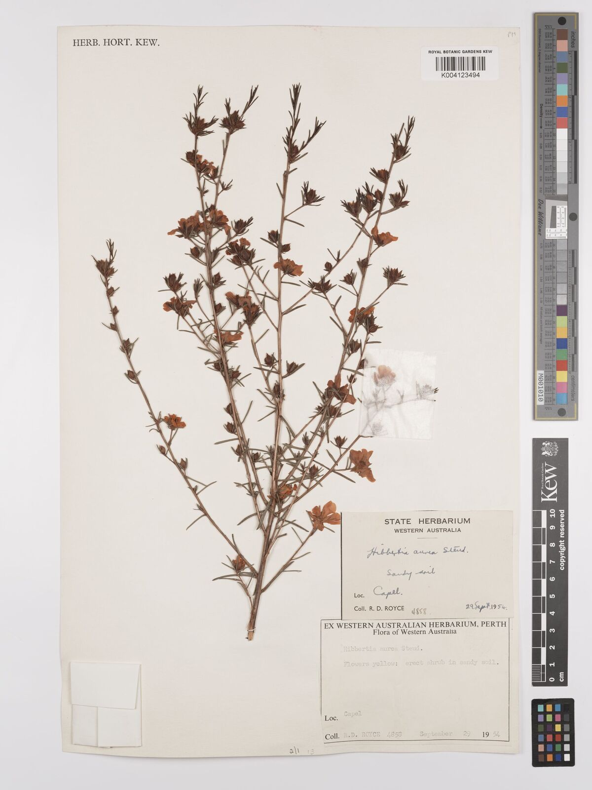 Hibbertia aurea
