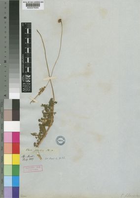 Kew Gardens K000378355:  Drege [s.n.] South Africa