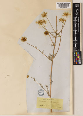 Kew Gardens K000929408:  Boissier, E. [s.n.] Turkey