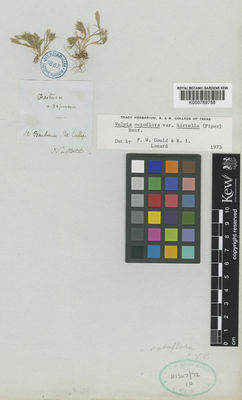 Kew Gardens K000789758:  Nuttall [s.n.] United States