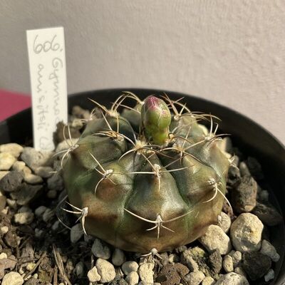 Gymnocalycium anisitsii subsp. damsii (K.Schum.) G.J.Charles | Plants of  the World Online | Kew Science