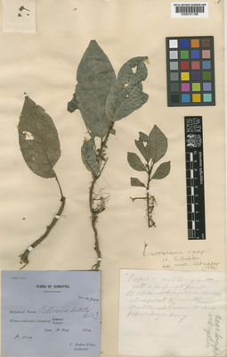 Kew Gardens K000741166:  Boden-Kloss, C. [14744] Indonesia